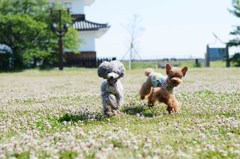 仲良くランラン
