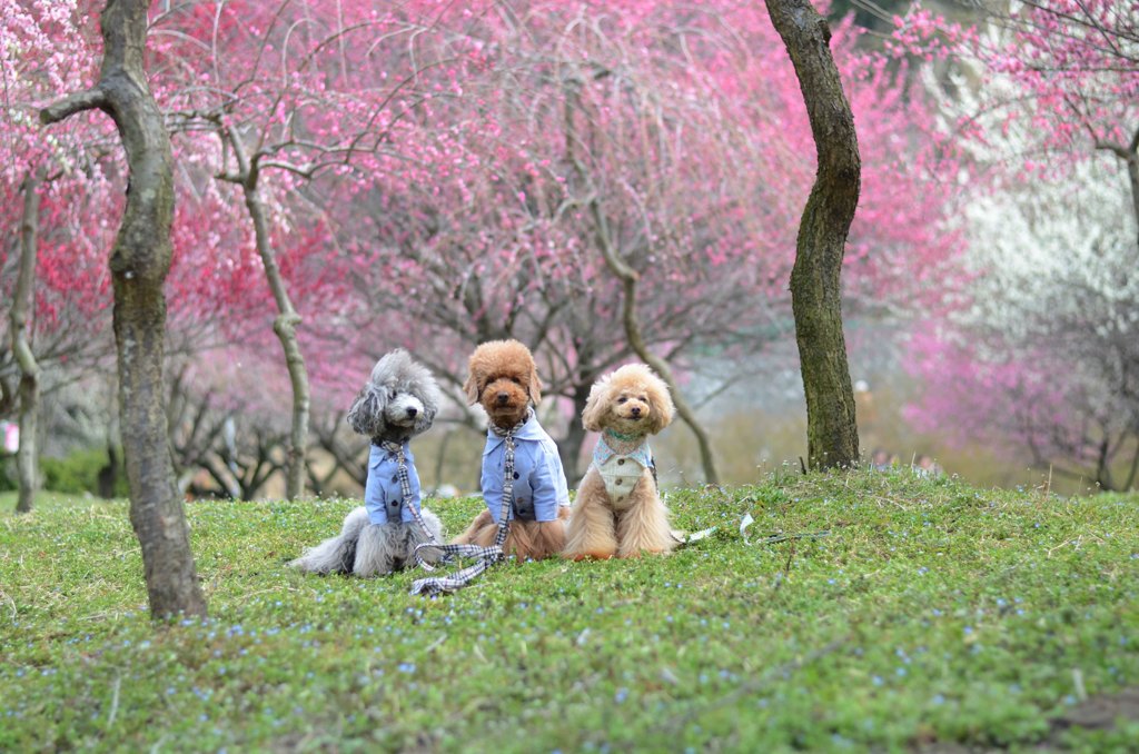 員弁梅林公園　ワンズの花見　no1