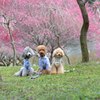 員弁梅林公園　ワンズの花見　no1