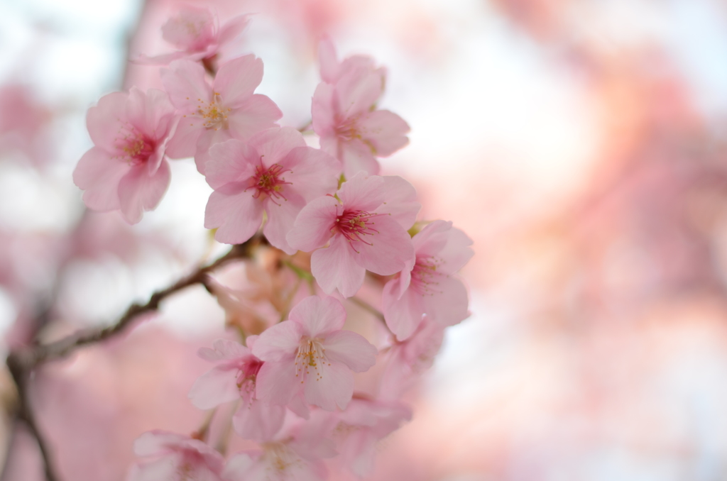 河津桜