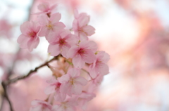 河津桜