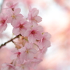 河津桜