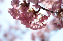 河津桜