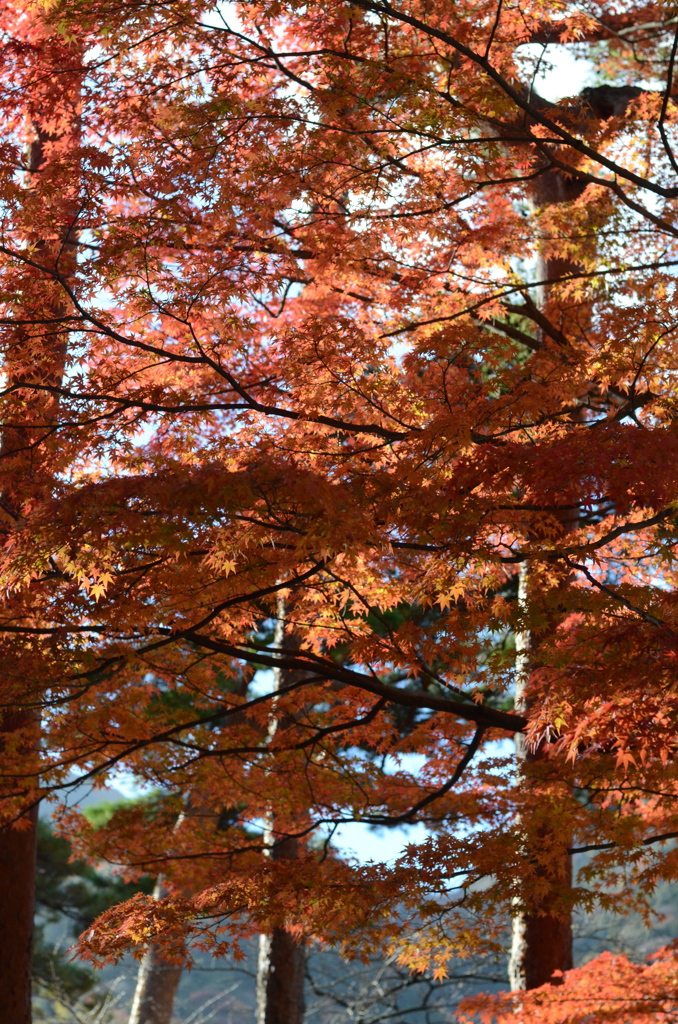 養老の滝　紅葉狩り