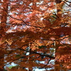 養老の滝　紅葉狩り