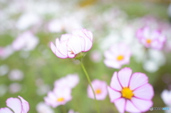 秋桜