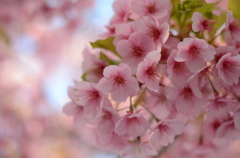 河津桜　チェリー色に変化