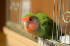 小桜インコ
