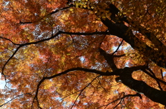 養老の滝　紅葉
