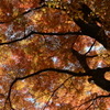 養老の滝　紅葉
