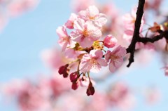 河津桜