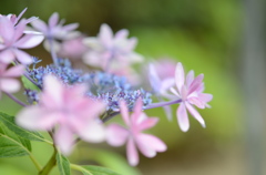 お花の乗り物