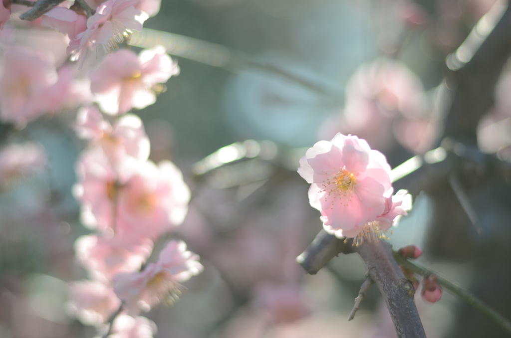 なばなの里　梅の花　うすぴんく