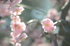 なばなの里　梅の花　うすぴんく