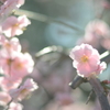 なばなの里　梅の花　うすぴんく