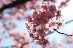 河津桜　スケルトンが好き