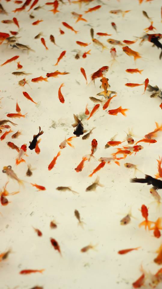 夏祭りの金魚すくい