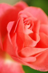 秋薔薇