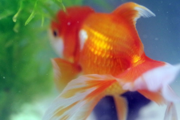 金魚03