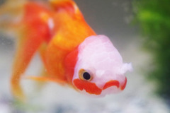 金魚05
