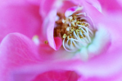薔薇の開花