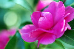 山茶花