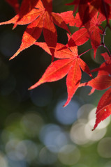 紅葉02