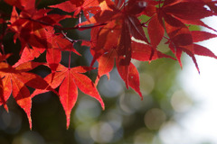 紅葉