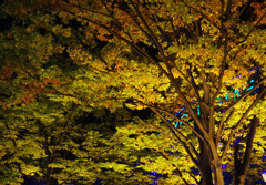 紅葉ライトアップ