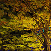 紅葉ライトアップ
