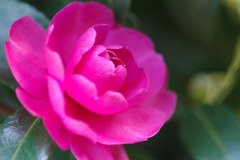 山茶花02