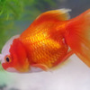金魚06