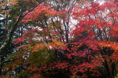 紅の染色
