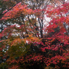 紅の染色