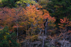 枯木と紅葉