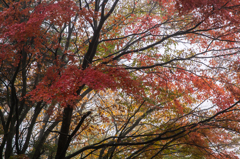 静寂の紅に包まれて
