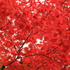 あなたの紅い色