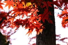 日光の紅葉