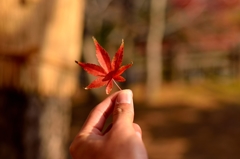 もみじ