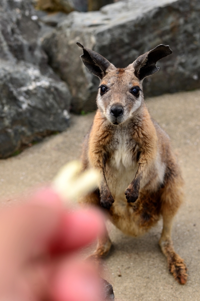 ロックワラビー