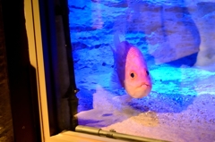 ディズニー？