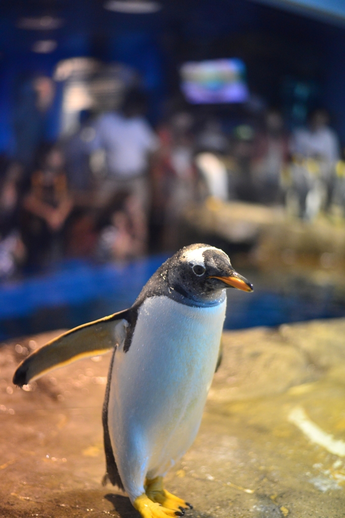 海響館　ペンギン