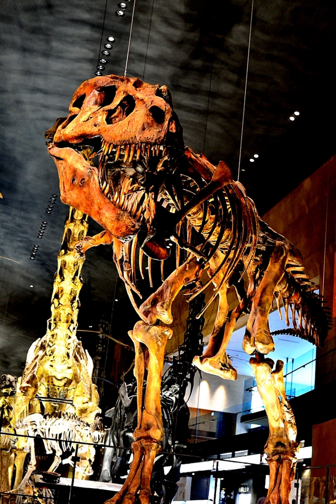 Ｔ－ＲＥＸ