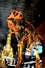 Ｔ－ＲＥＸ