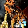 Ｔ－ＲＥＸ
