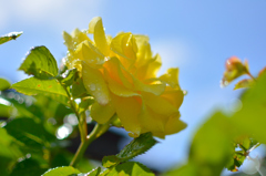 DSC_7560