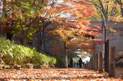 紅葉と落ち葉