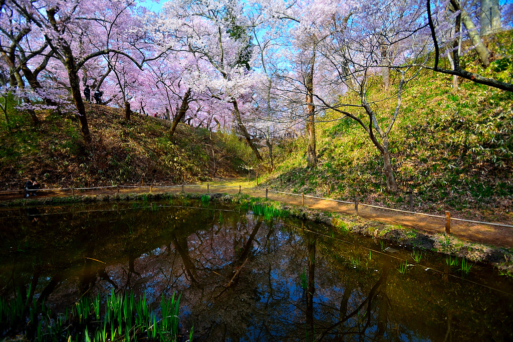 鏡桜