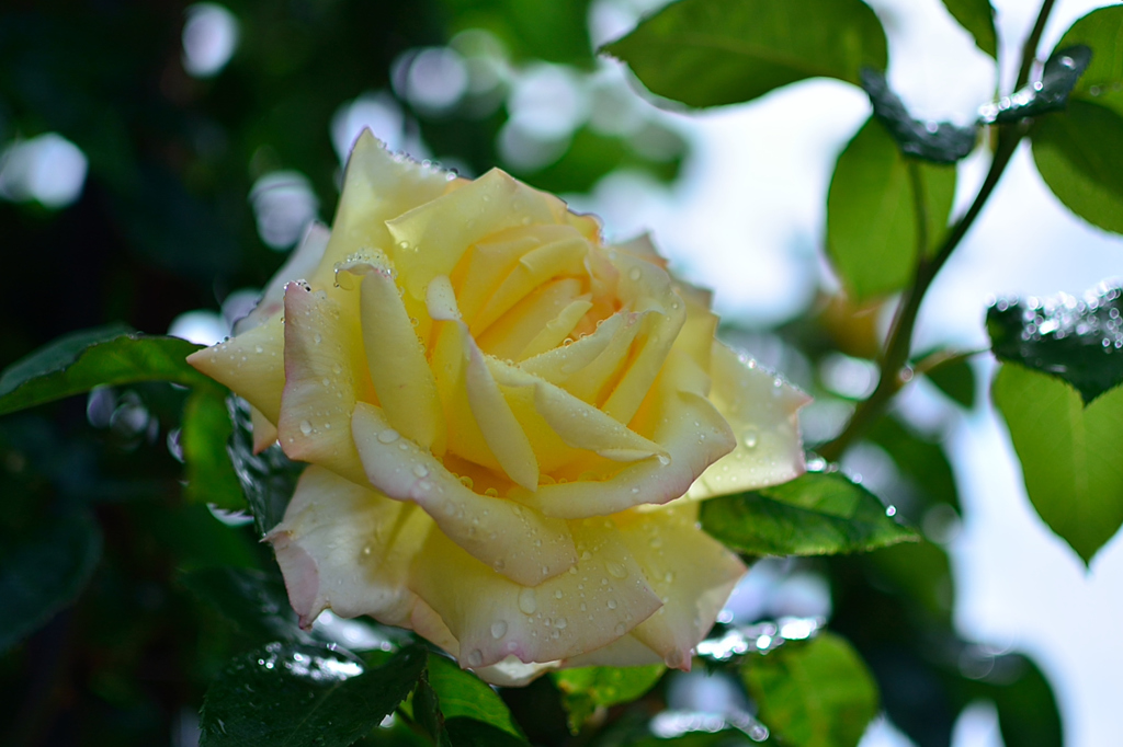 DSC_7582