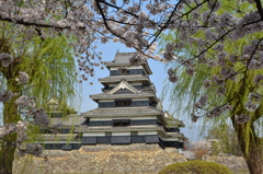 松本城と桜